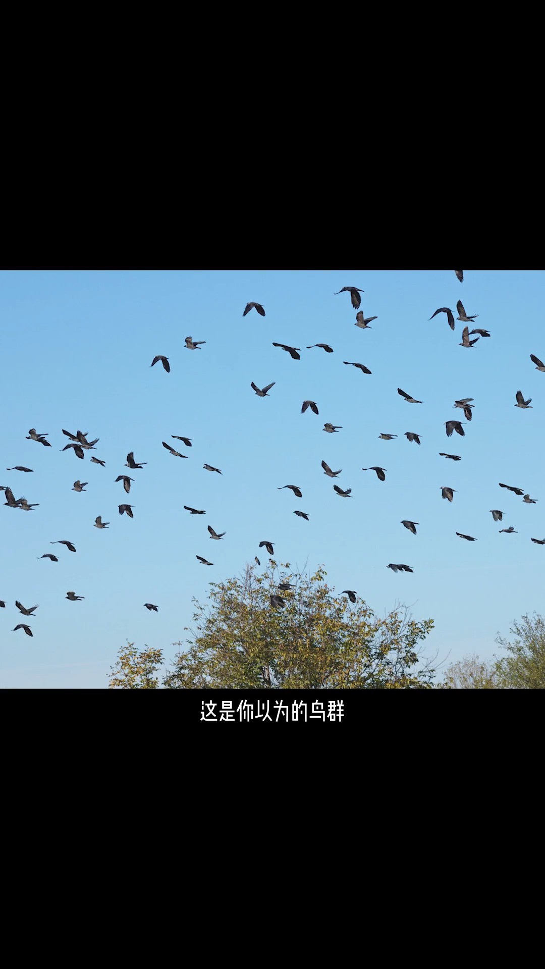 超级鸟群来袭!大自然太神奇了!自然奇观自然奇观