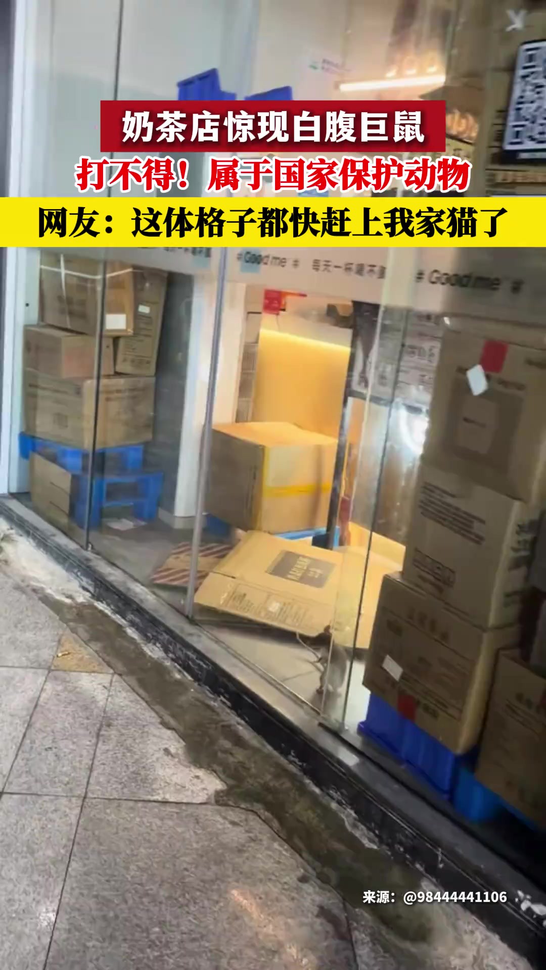 3月28日 浙江台州 一奶茶店 惊现白腹巨鼠 打不得!属于国家保护动物 网友:这体格子都快赶上我家猫了