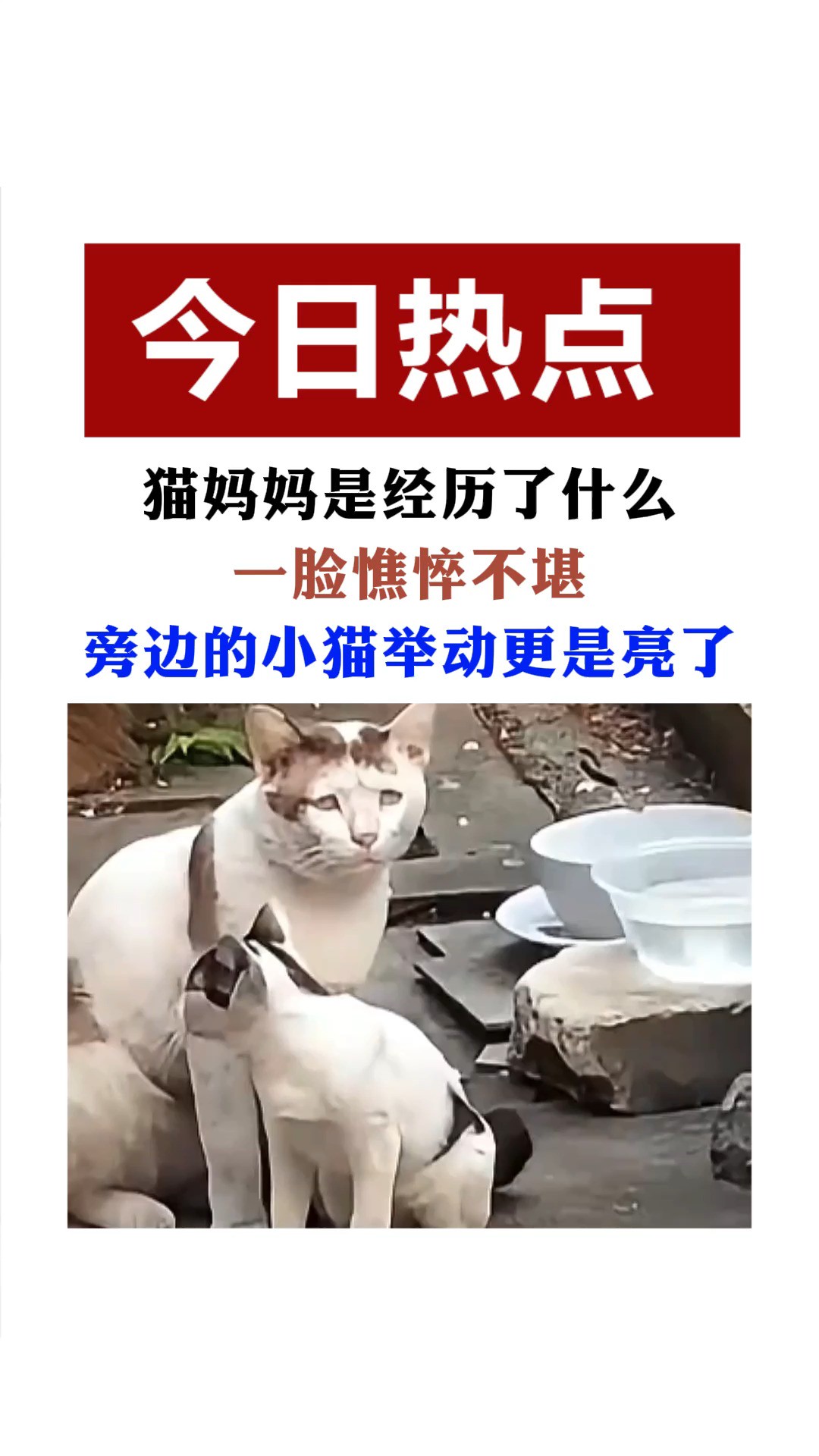 猫妈妈:这过的是什么苦日子