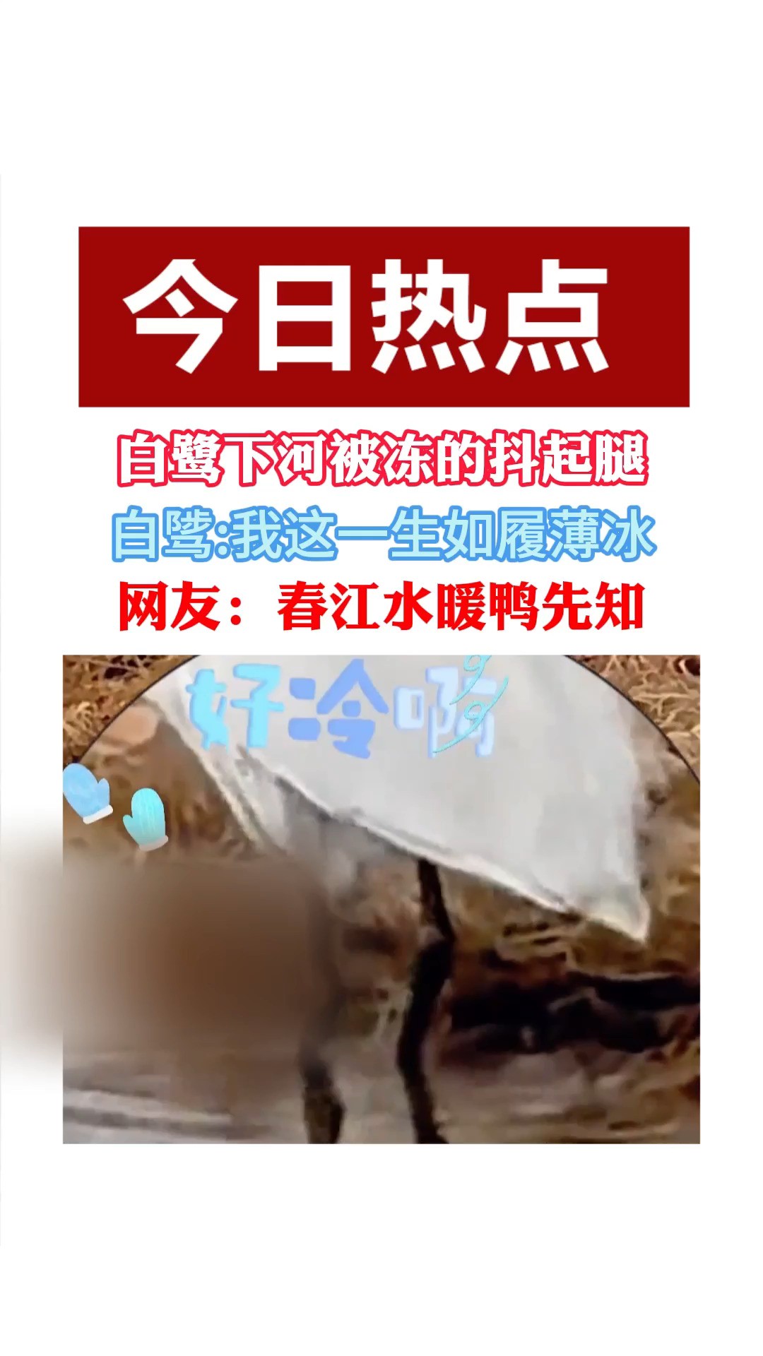 白鹜下河被冻的抖起腿白骘:我这一生如履薄冰网友;春江水暖鸭先知