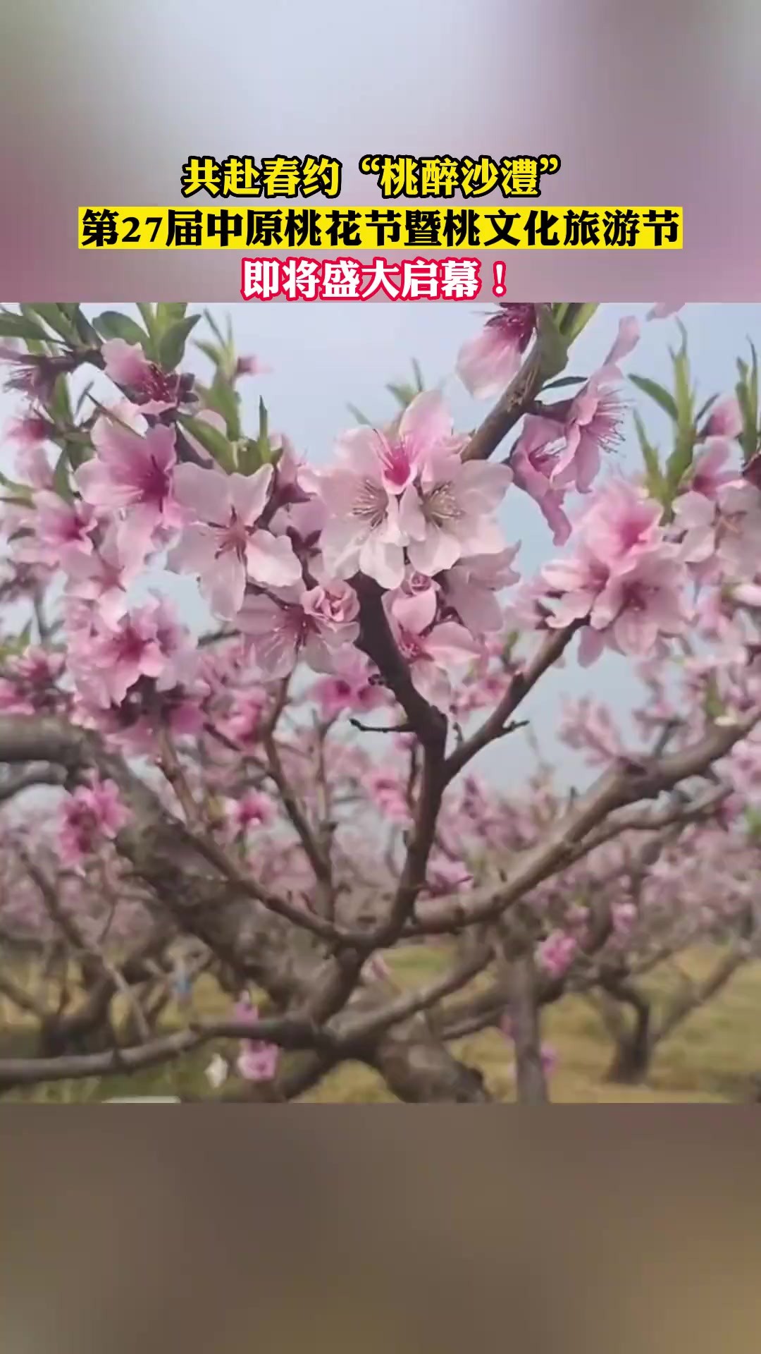 共赴春约“桃醉沙澧”,第27届中原桃花节暨桃文化旅游节,即将盛大启幕!