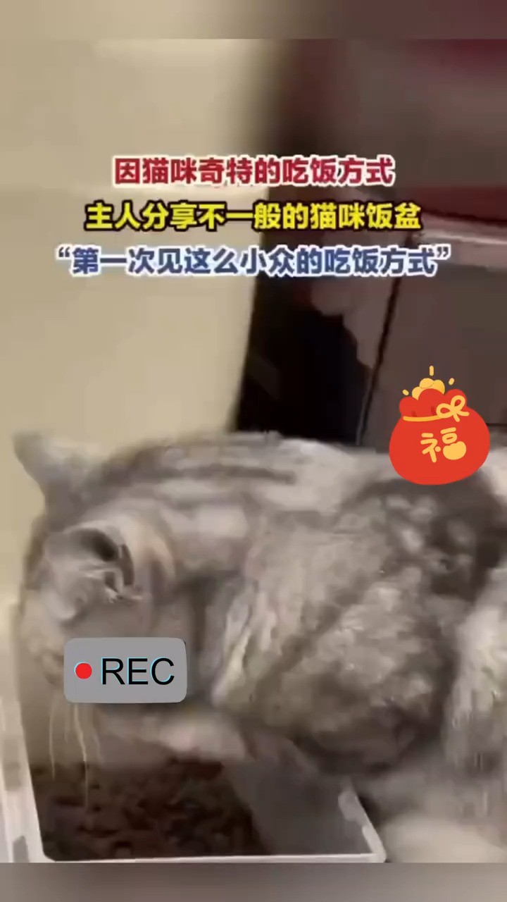 因猫咪奇特的吃饭方式主人分享不一般的猫咪饭盆“第一次见这么小