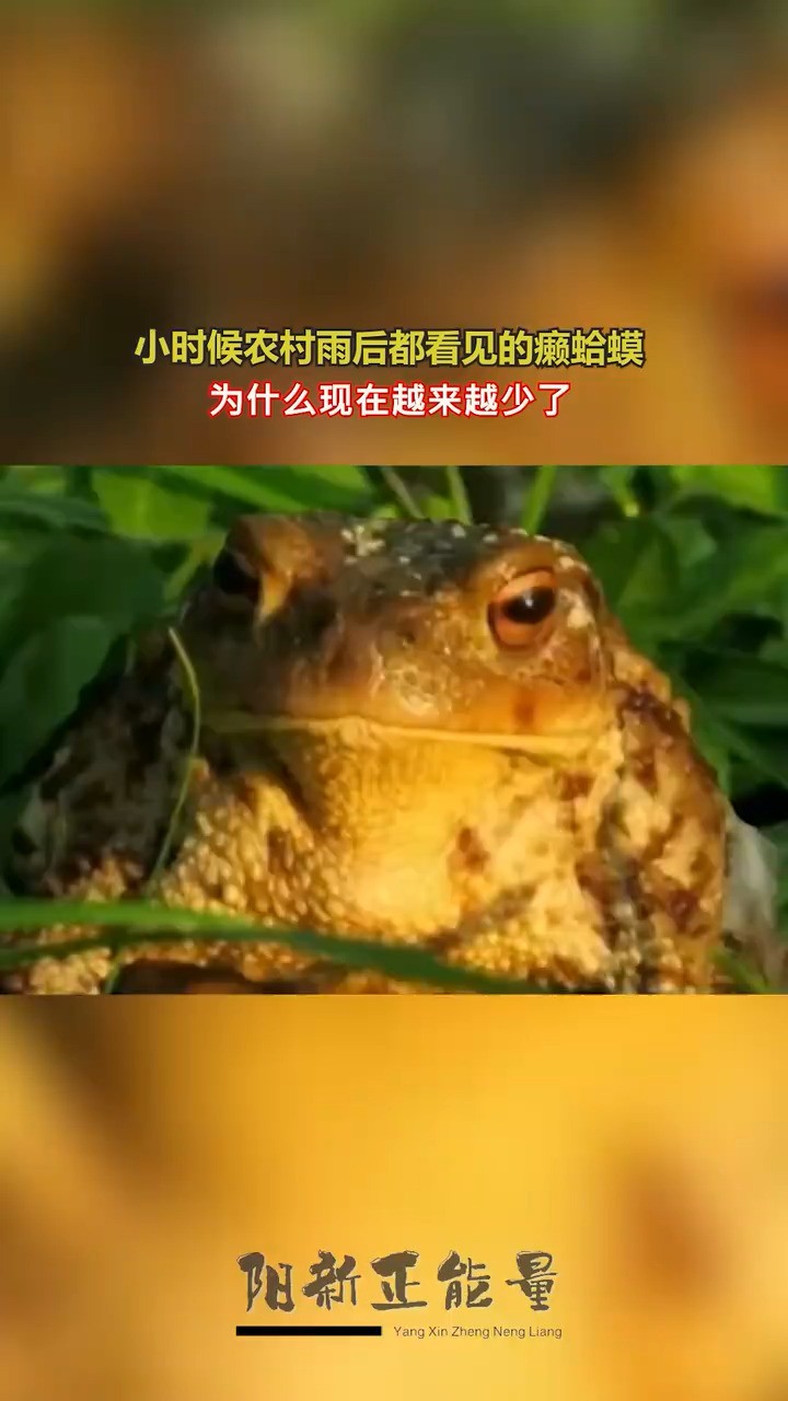 瘌蛤蟆为什么现在越来越少了