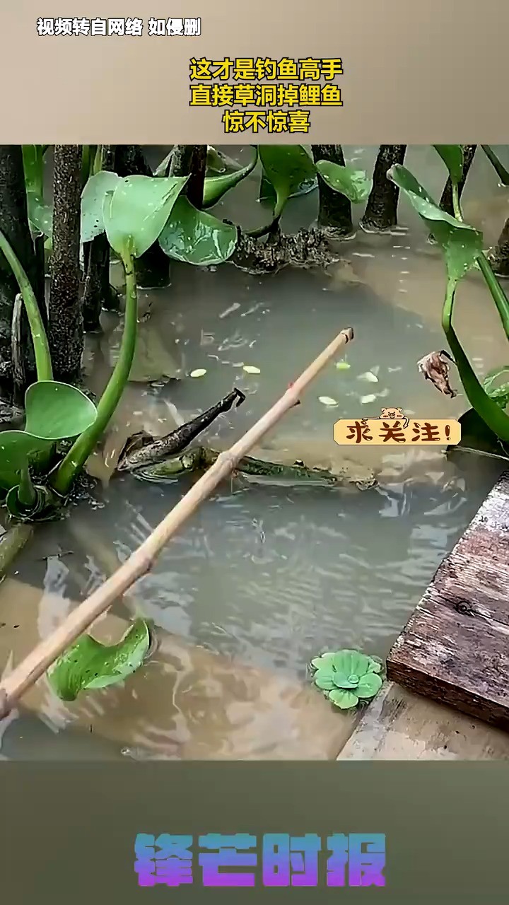 这才是钓鱼高手,直接草洞掉鲤鱼,惊不惊喜