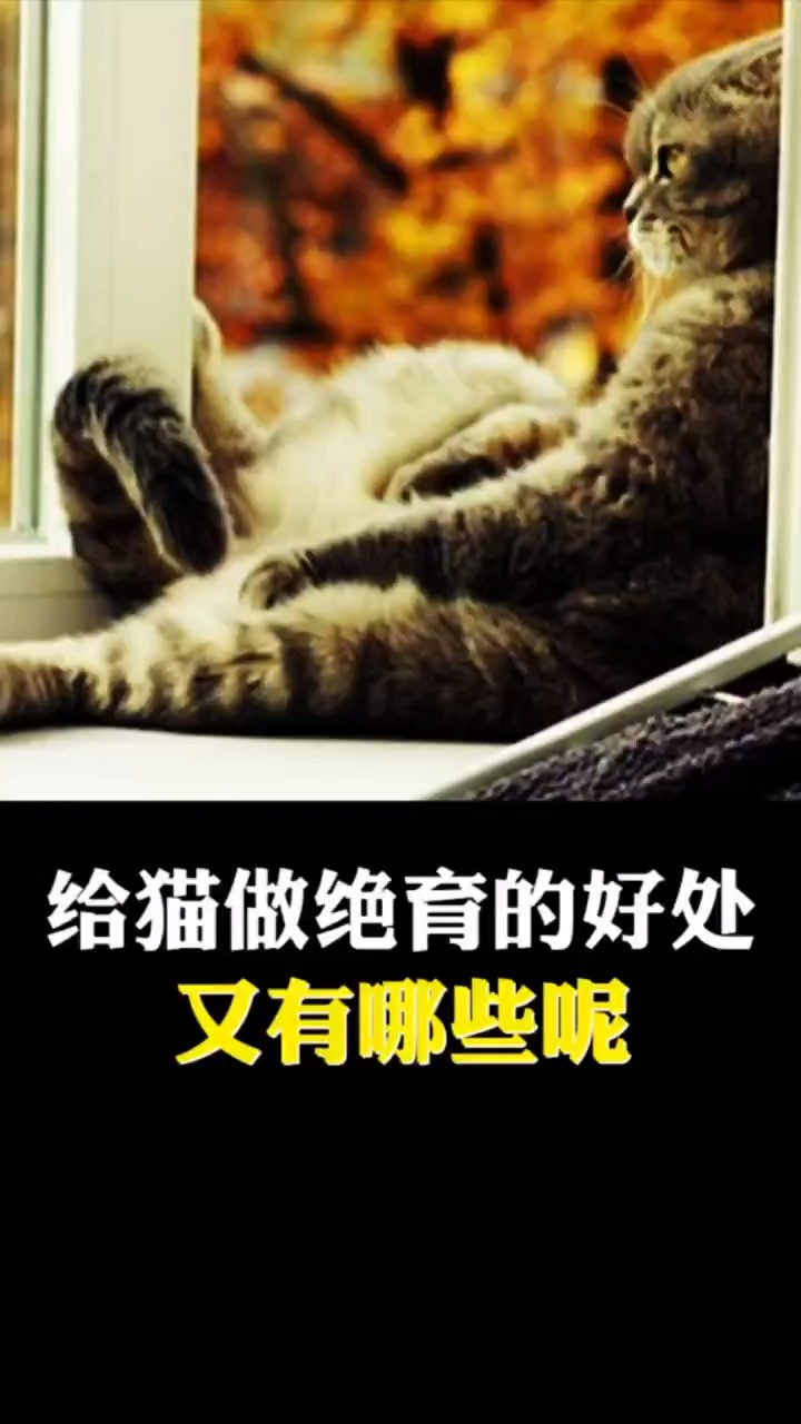 给猫做绝育的好处,又有哪些呢?