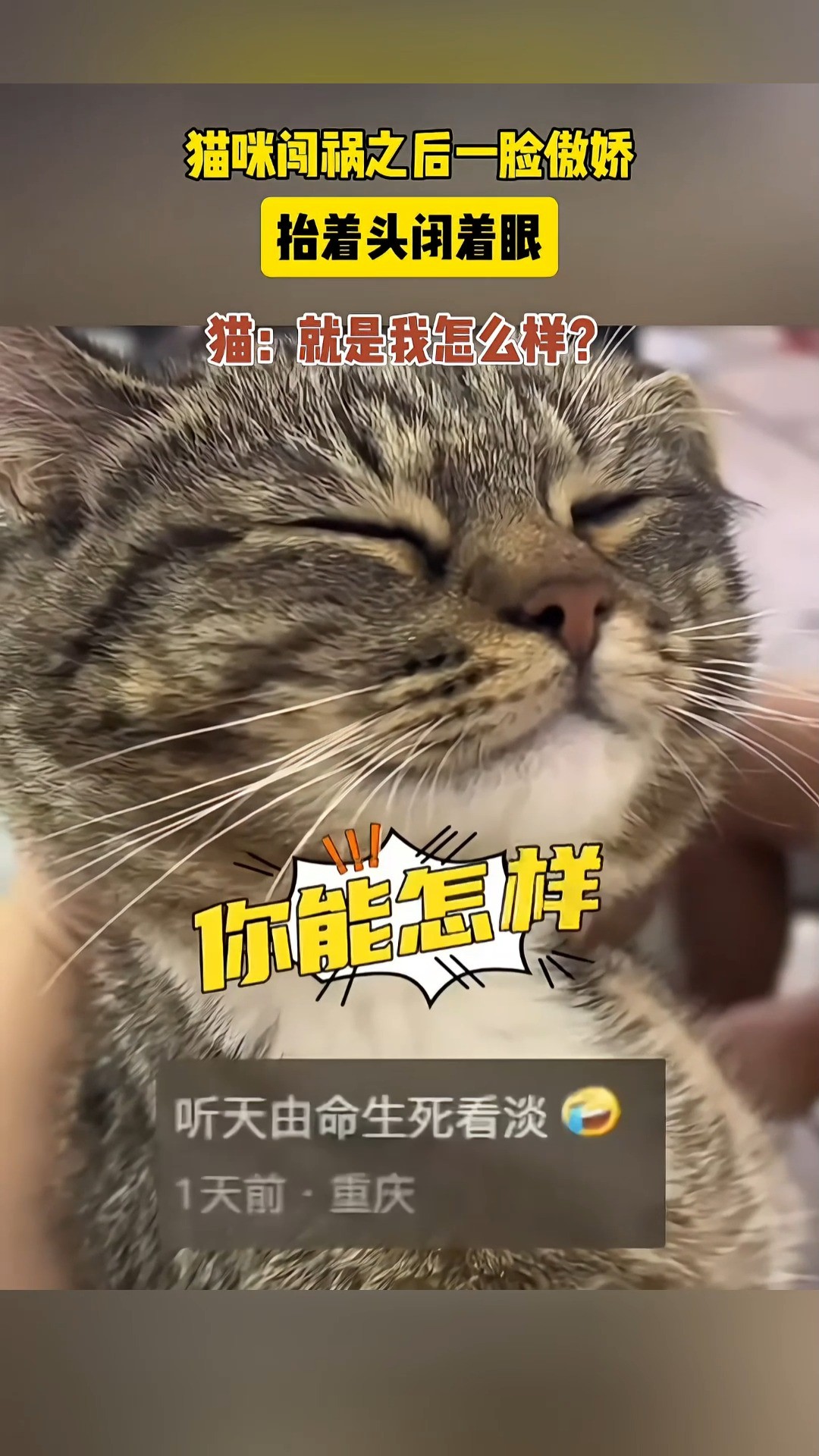 猫咪闯祸之后一脸傲娇,抬着头闭着眼,猫:就是我怎么样? #萌宠成精了 