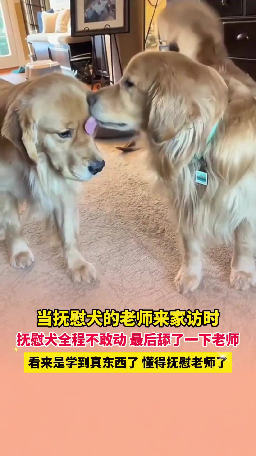 当抚慰犬的老师来家访时,抚慰犬全程不敢动 最后舔了一下老师,看来是学到真东西的 懂得抚慰老师了