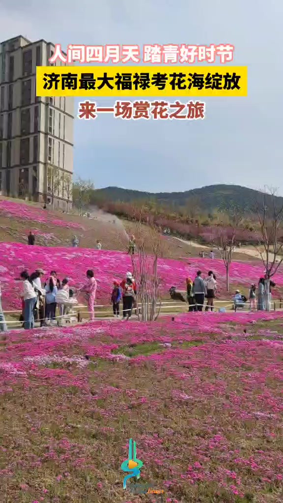 人间四月天,踏青好时节,济南最大福禄考花海绽放,来一场赏花之旅