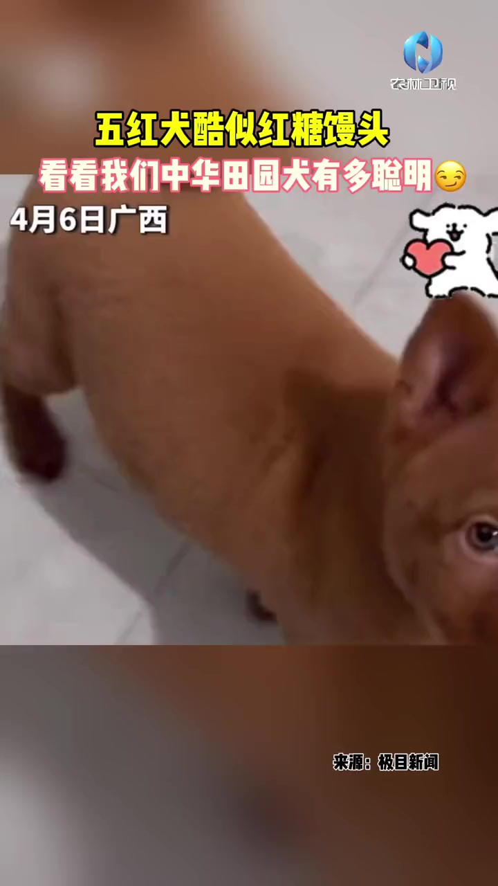 五红犬酷似红糖馒头 看看我们中华田园犬有多聪明