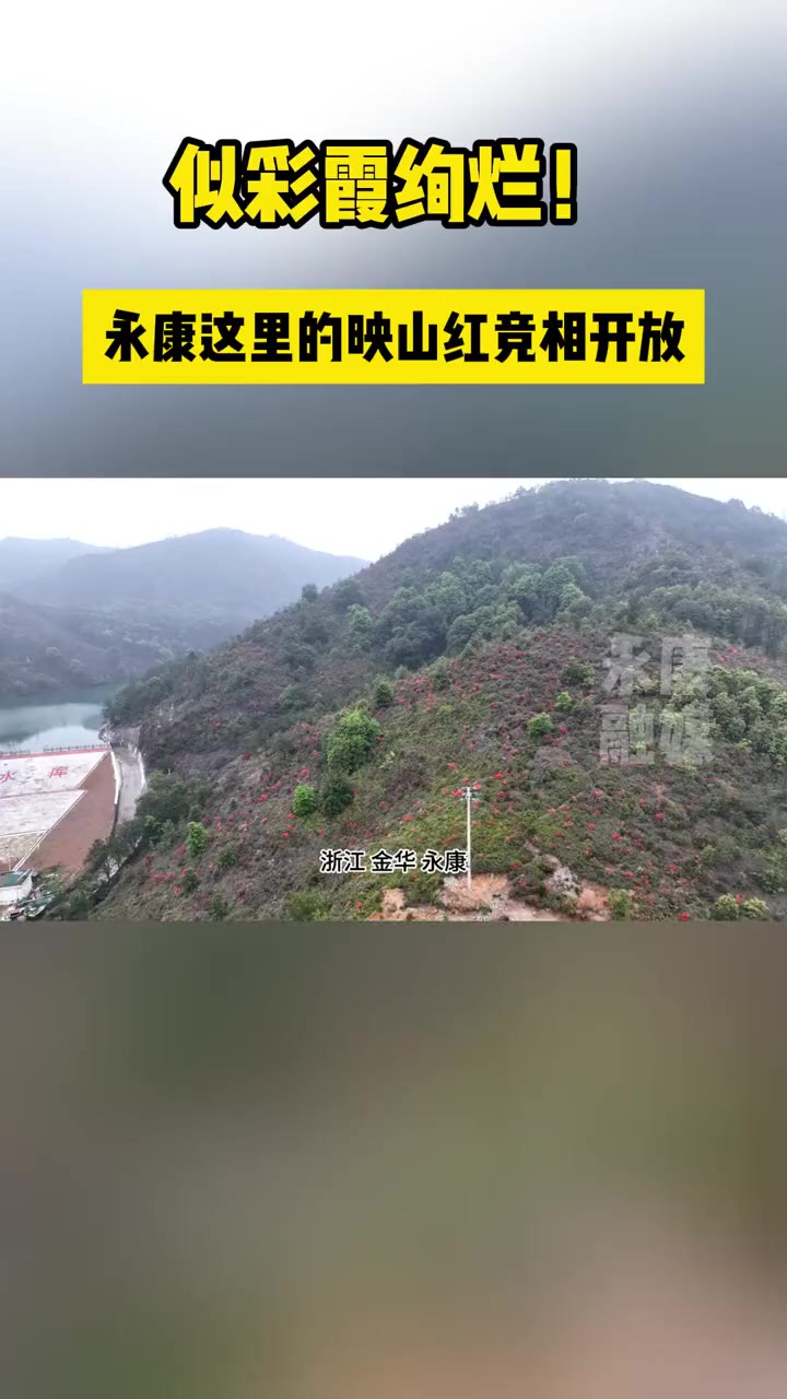 似彩霞绚烂!永康这里的映山红竞相开放