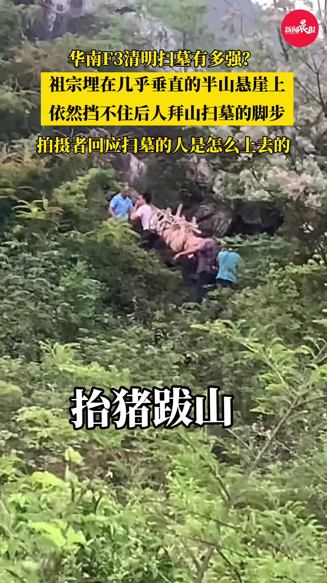 (原创采访)?祖宗埋在几乎垂直的半山悬崖上,依然挡不住后人拜山扫墓的脚步(部分素材)