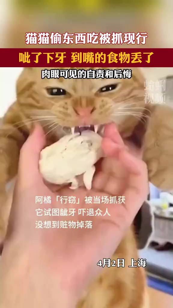 猫猫呲牙丢掉了到到嘴的食物,懊恼的表情清晰可见!