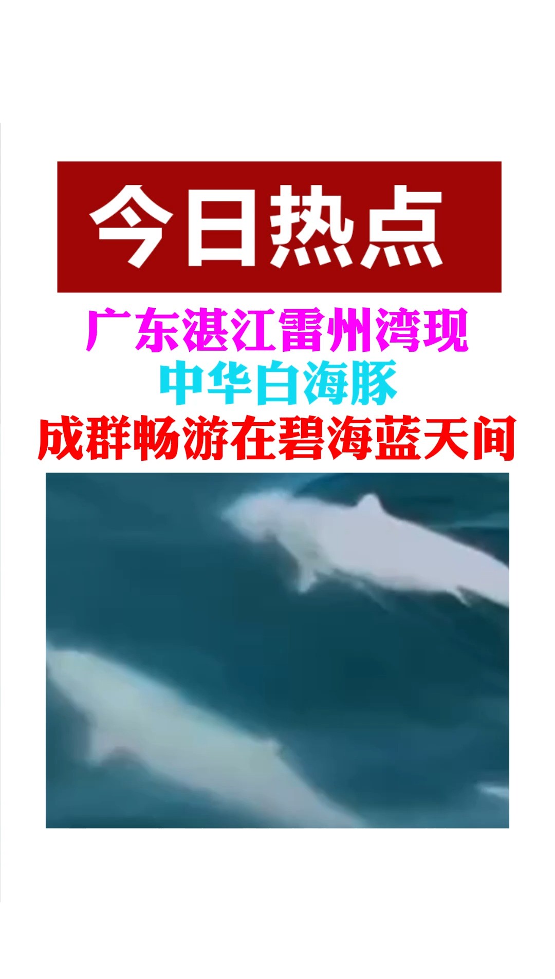 广东湛江雷州湾现 中华白海豚 成群畅游在碧海蓝天间