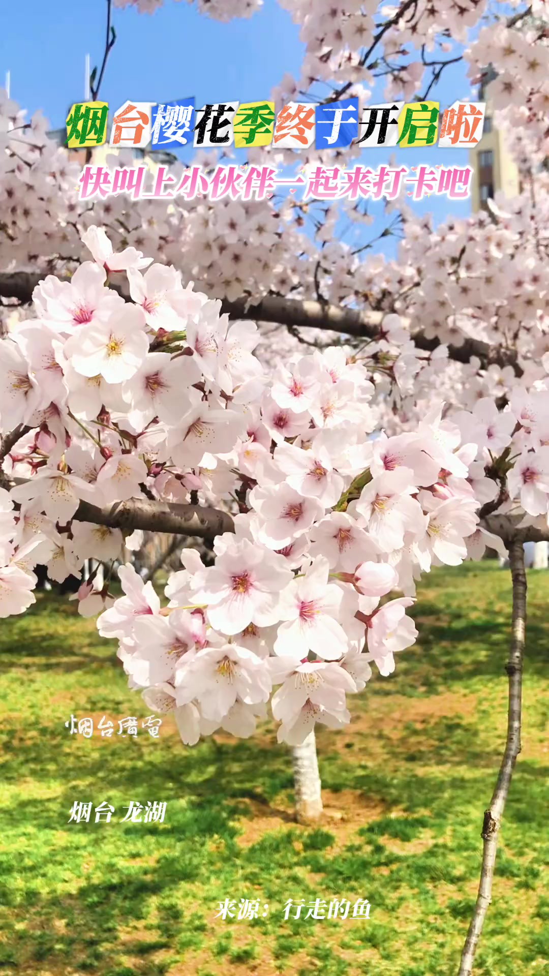 4月8日,山东烟台,樱花季终于开启啦,快叫上小伙伴一起来打卡吧!