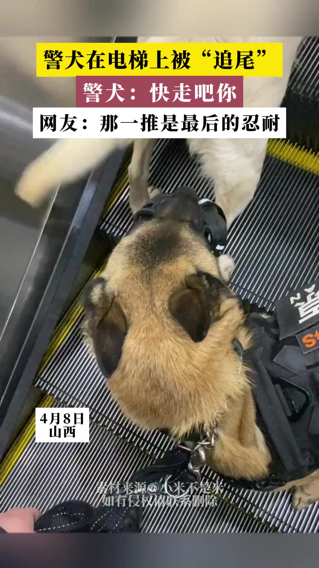 警犬在电梯上被“追尾”,网友:那一推是最后的忍耐 (素材来源:小米不是米)