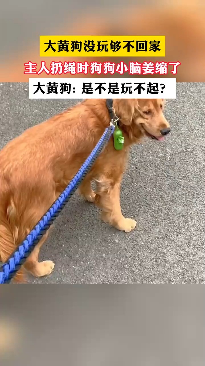 大黄狗是不是玩不起