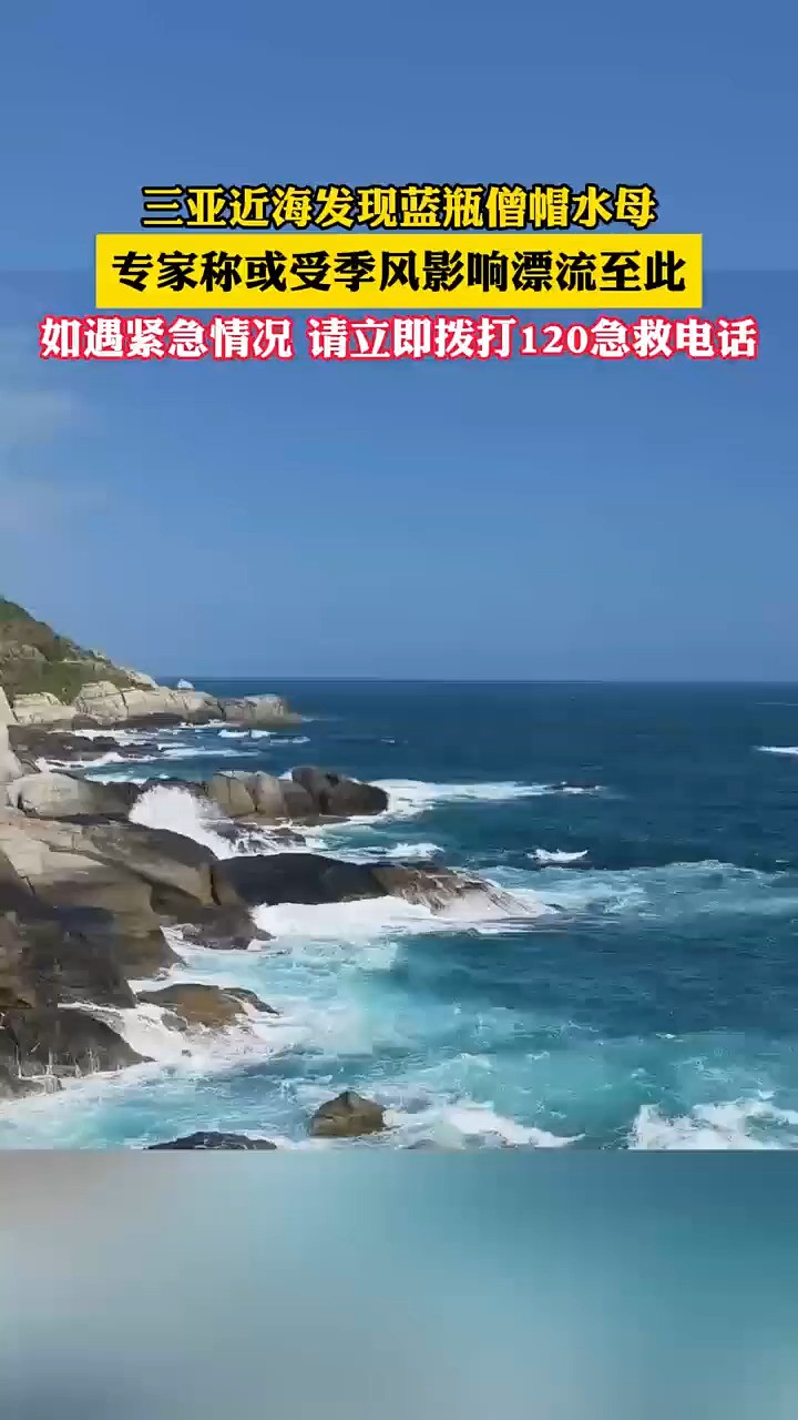 三亚近海发现蓝瓶僧帽水母专家称或受季风影响漂流至此