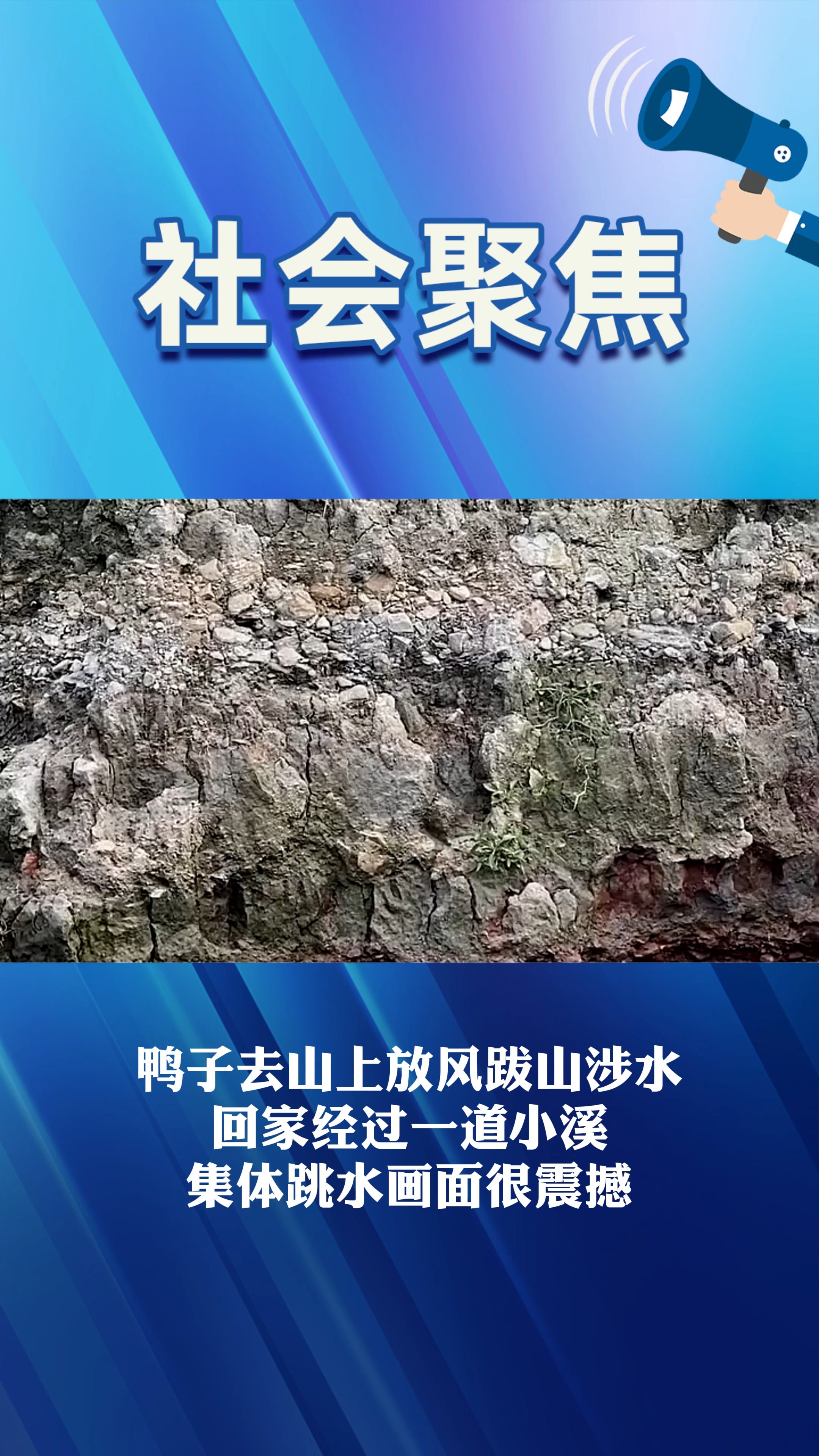 鸭子去山上放风跋山涉水 回家经过一道小溪 集体跳水画面很震撼