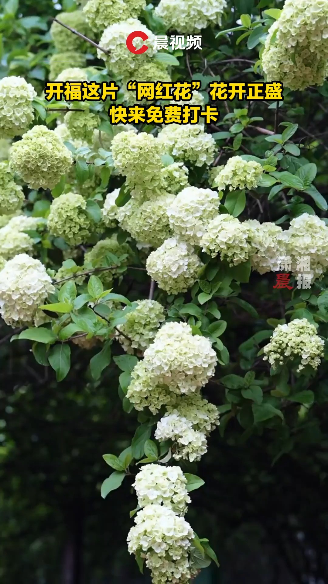 开福这片“网红花”花开正盛,快来免费打卡