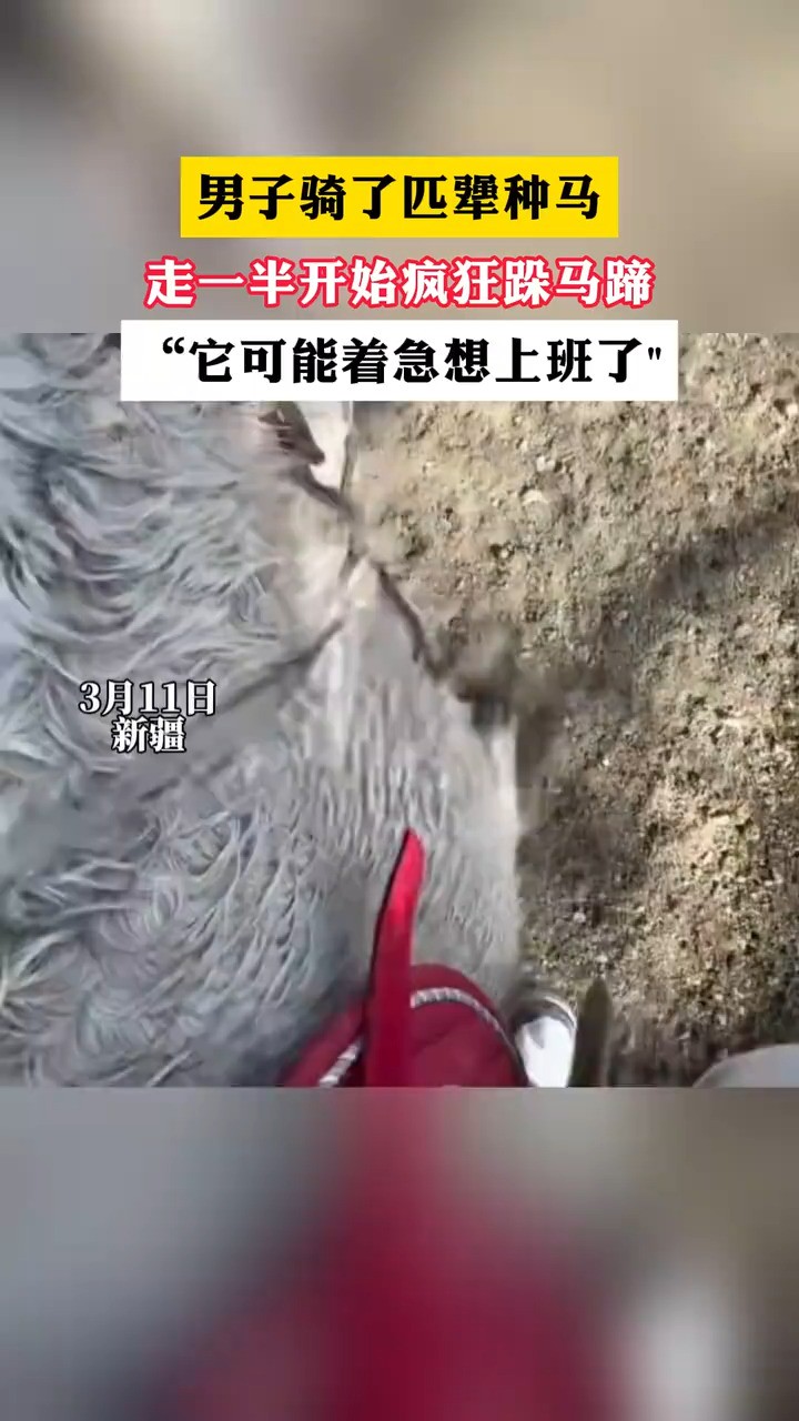 男子骑了匹犟种马,走一半开始疯狂跺马蹄