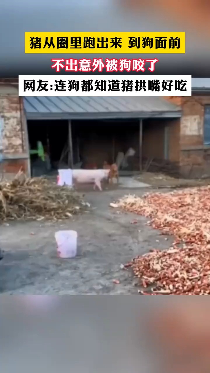 网友:连狗都知道猪拱嘴好吃