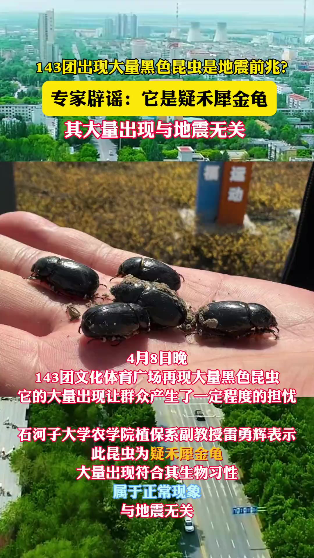 143团出现大量黑色昆虫是地震前兆? 专家辟谣:它是疑禾犀金龟,其大量出现与地震无关