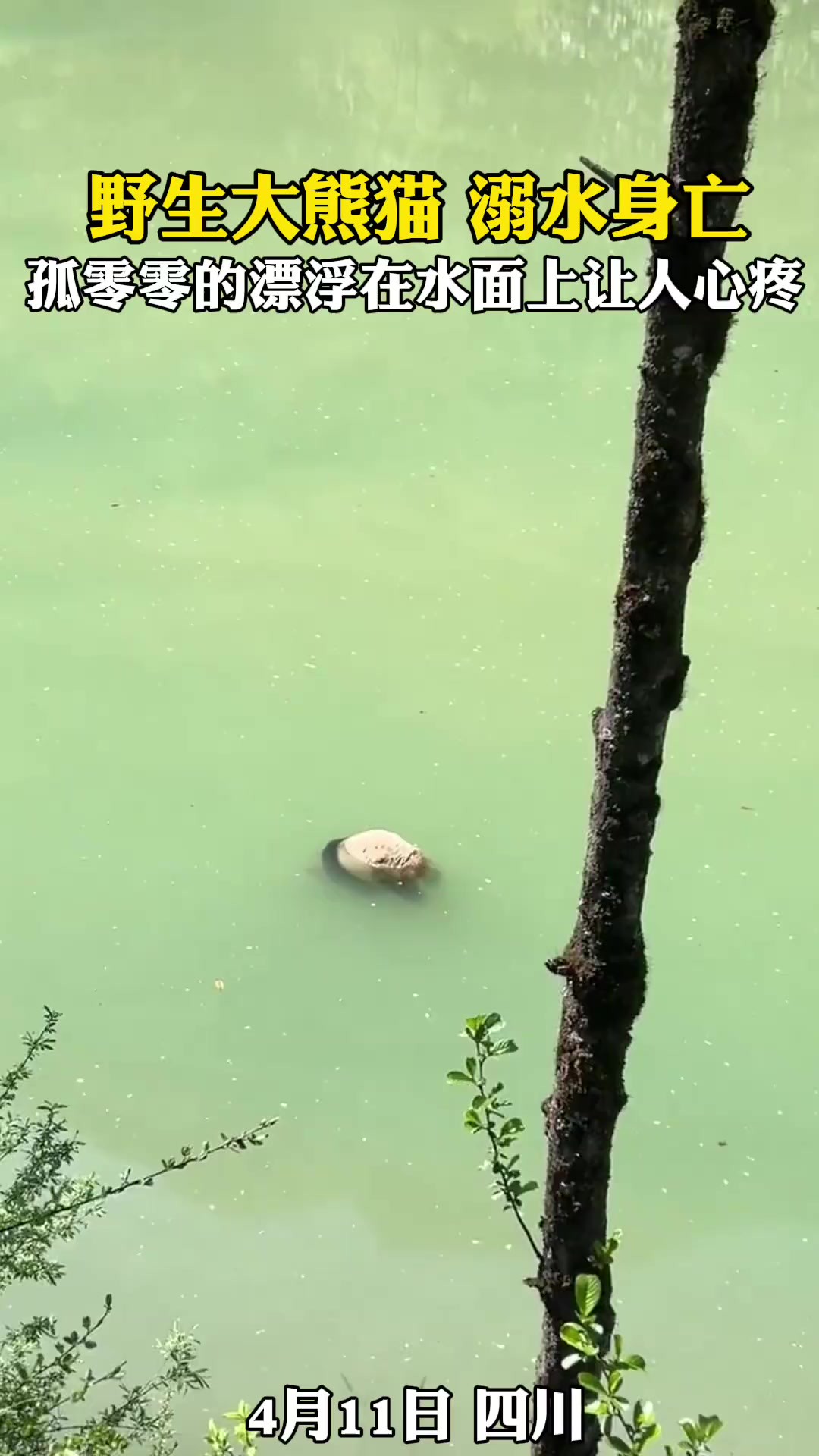 四川野生大熊猫在水里溺毙身亡