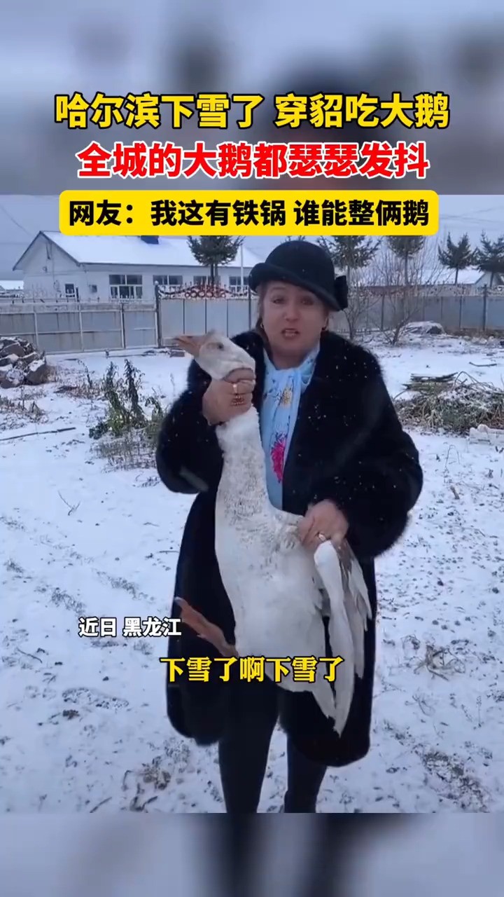 哈尔滨下雪了穿貂吃大鹅全城的大鹅都瑟瑟发抖网友我这有铁锅谁能