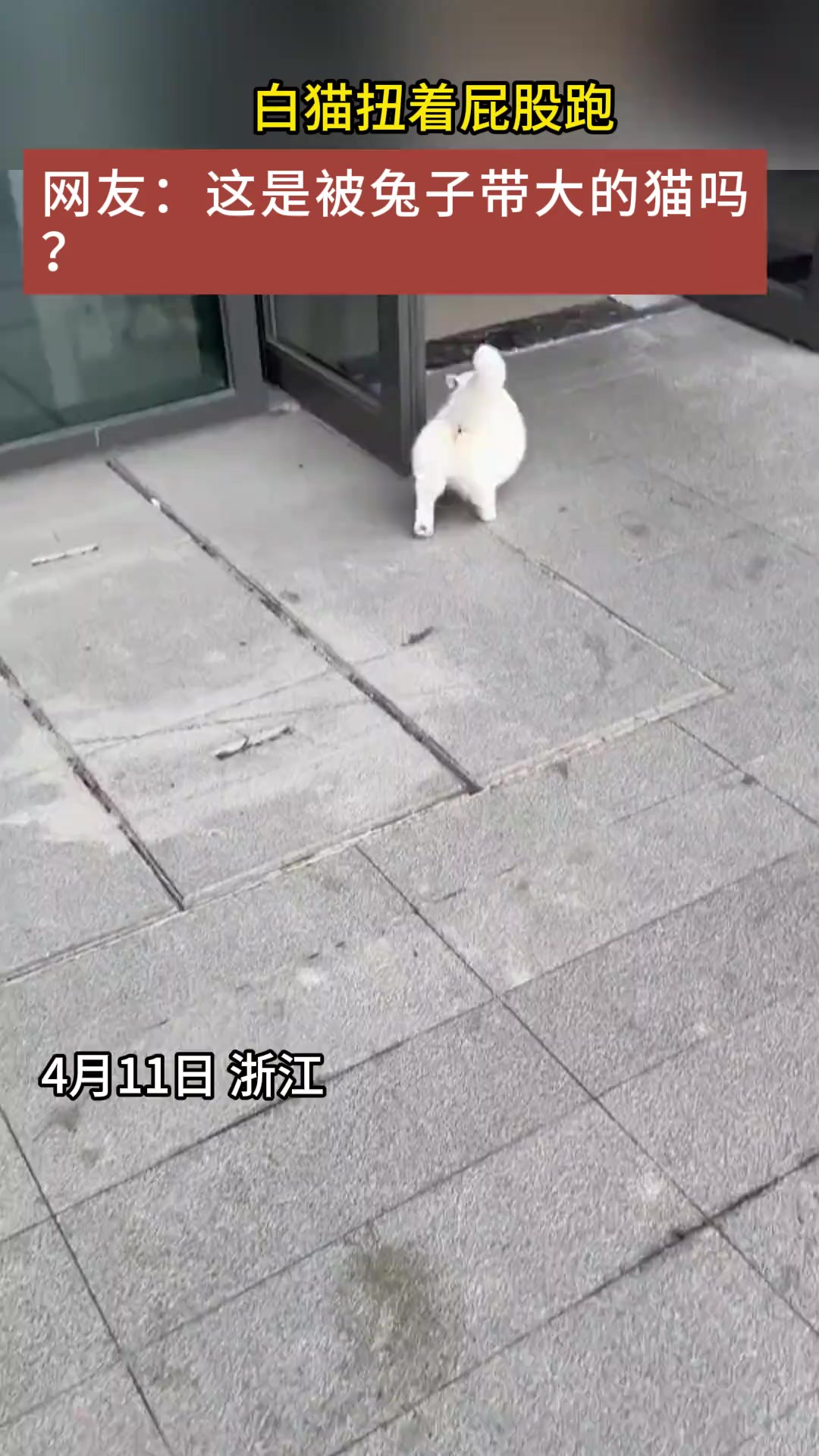 跑的四仰八叉的猫猫