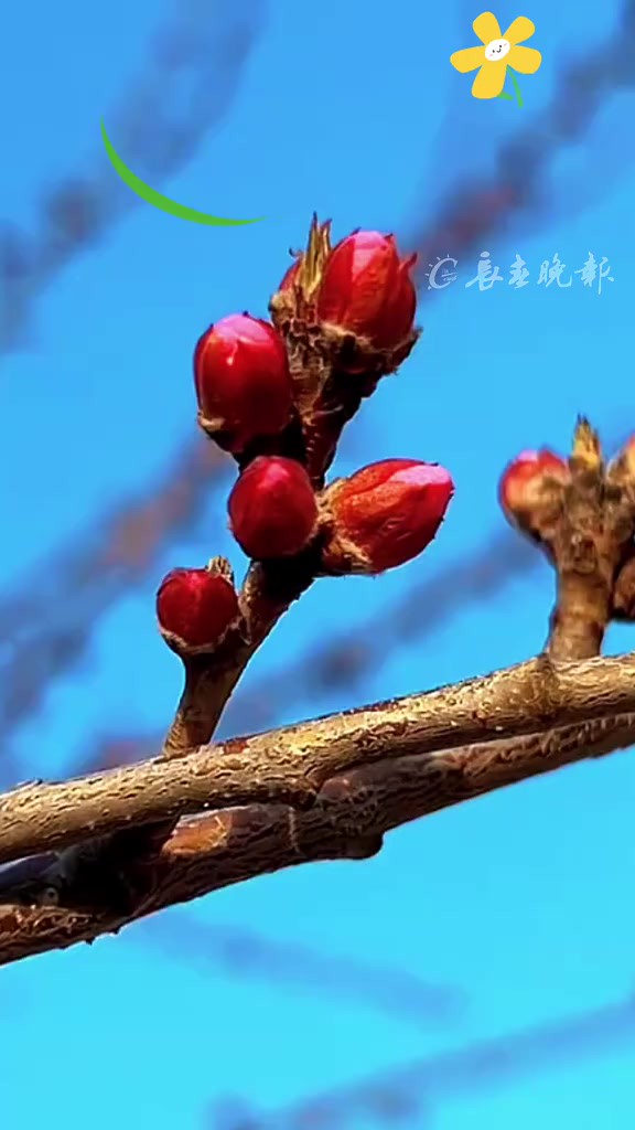 嫩叶发芽 花苞待放这便是春天的浪漫方式