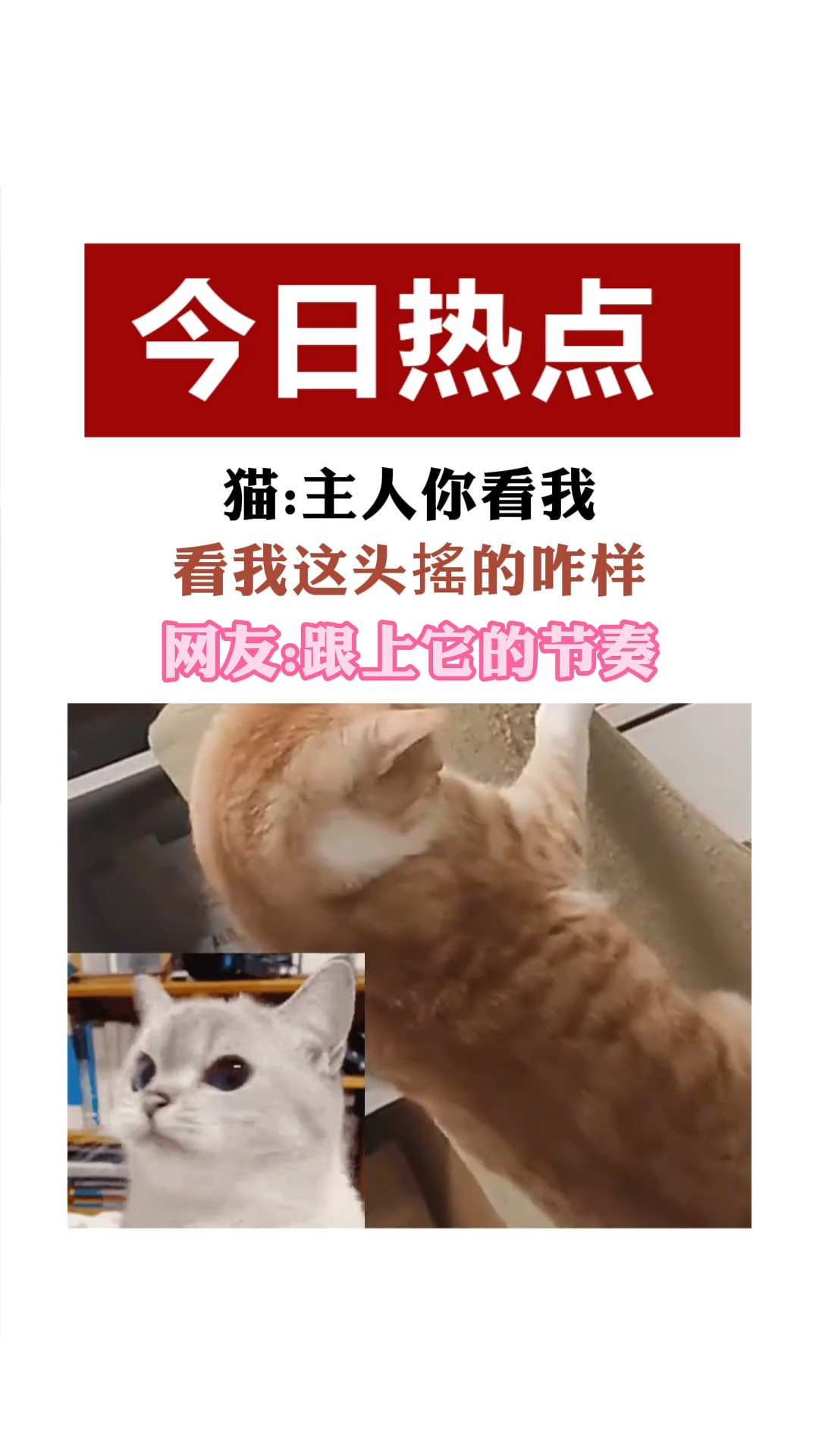 猫:主人你看我看我这头接的咋样网友:跟上它的节奏