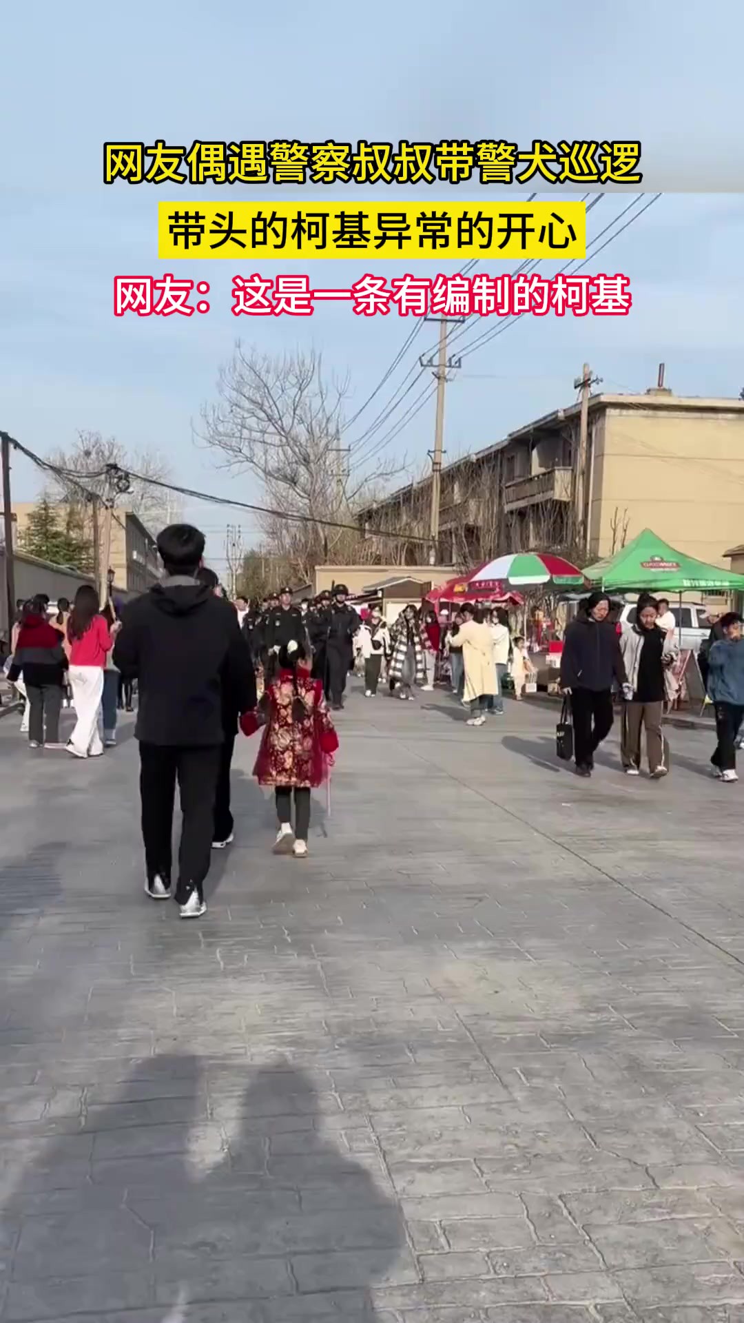 警犬柯基带头走在前面,那神气的摸样可爱到我了,素材来源