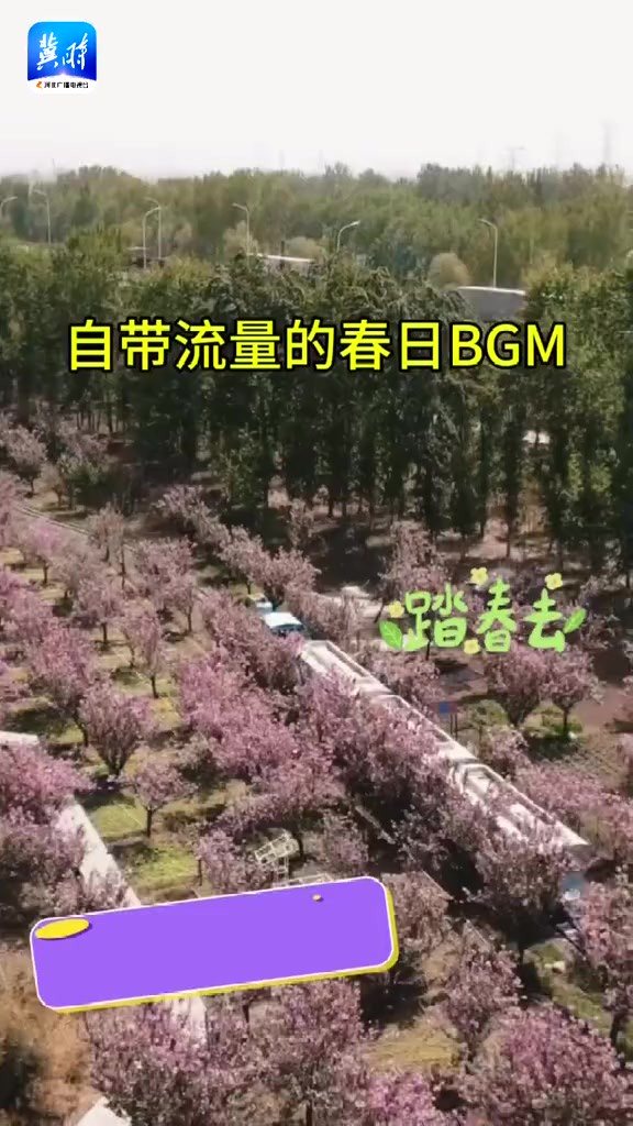 正定古城樱花小镇,自带流量的春日BGM——樱花!