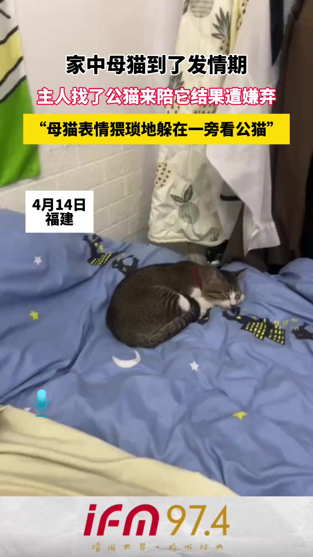 家中母猫到了发情期,主人找了公猫来陪它结果遭嫌弃,“母猫表情猥琐地躲在一旁看公猫” 视频来源: