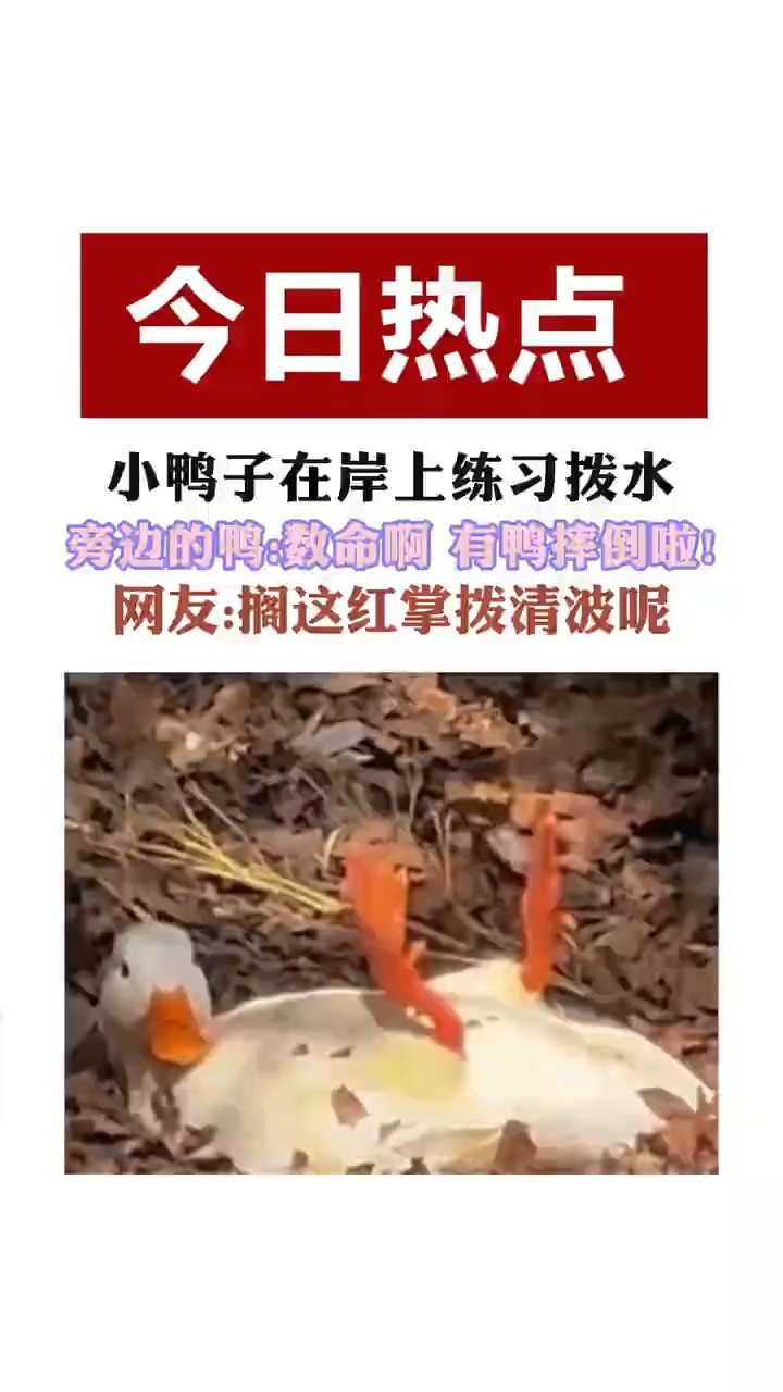 网友搁这红掌拨清波呢