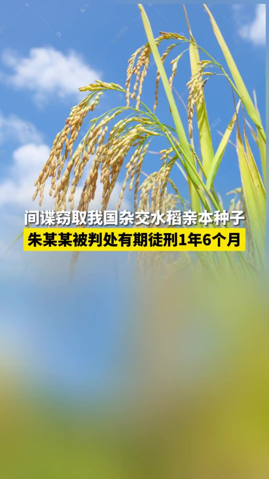 国内某农业科技公司原总经理朱某某,为捞取个人经济利益,以“合作制种”名义,先后向境外间谍情报机关违规出售5种亲本稻种.获利后,他又创办农...