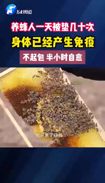 养蜂人一天被蛰几十次 身体已经产生免疫 不起包 半个小时自愈