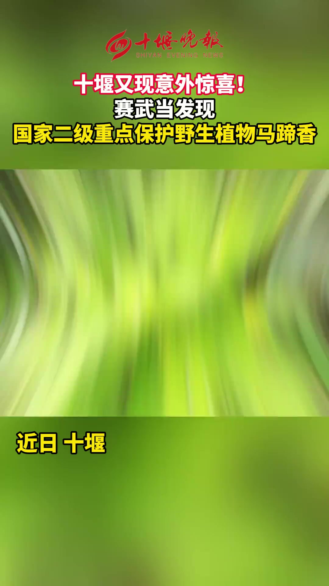 十堰又现意外惊喜赛武当发现国家二级重点保护野生植物马蹄香