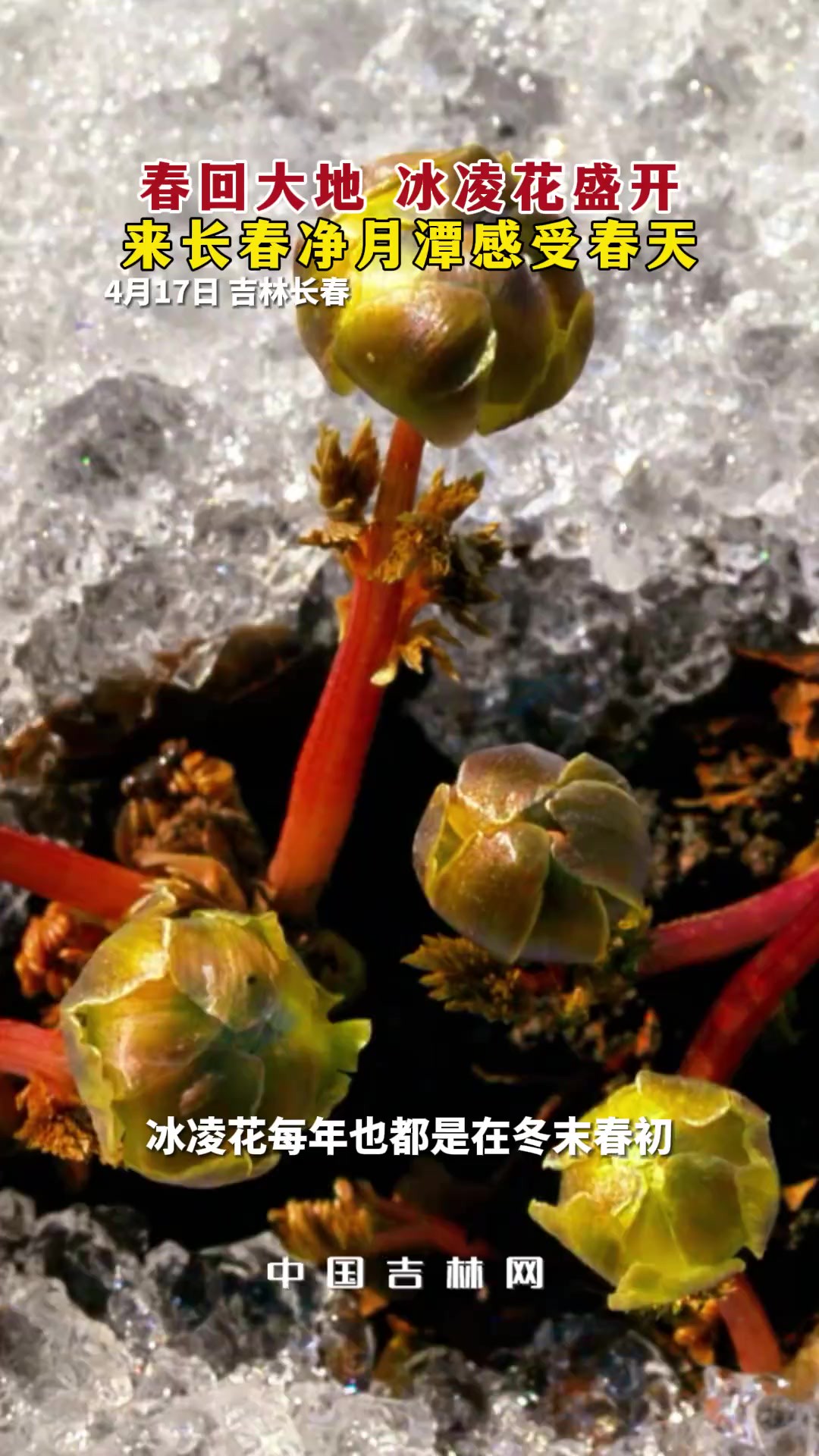 春回大地,冰凌花盛开,来长春净月潭感受春天.