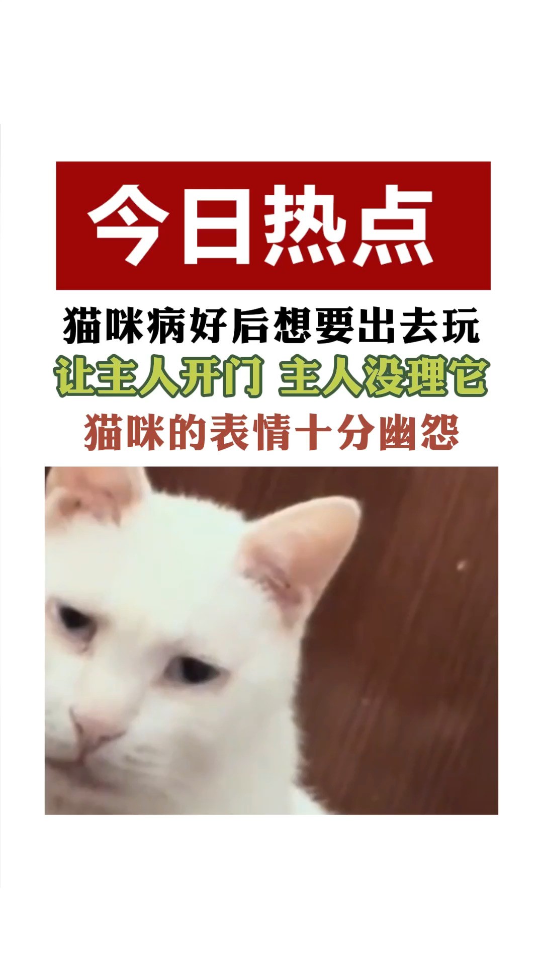 猫咪病好后想要出去玩 英文让主人开门 主人没理它版