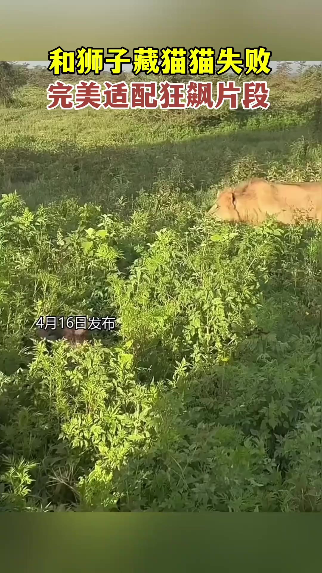 和狮子藏猫猫失败完美适配狂飙片段