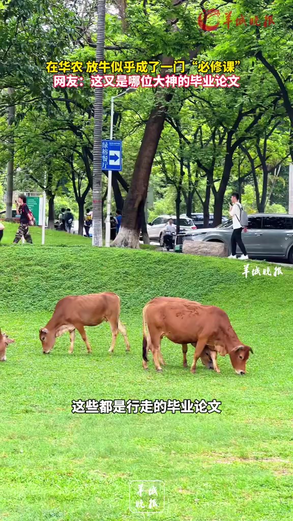 在华农 放牛似乎成了一门“必修课”,网友:这又是哪位大神的毕业论文