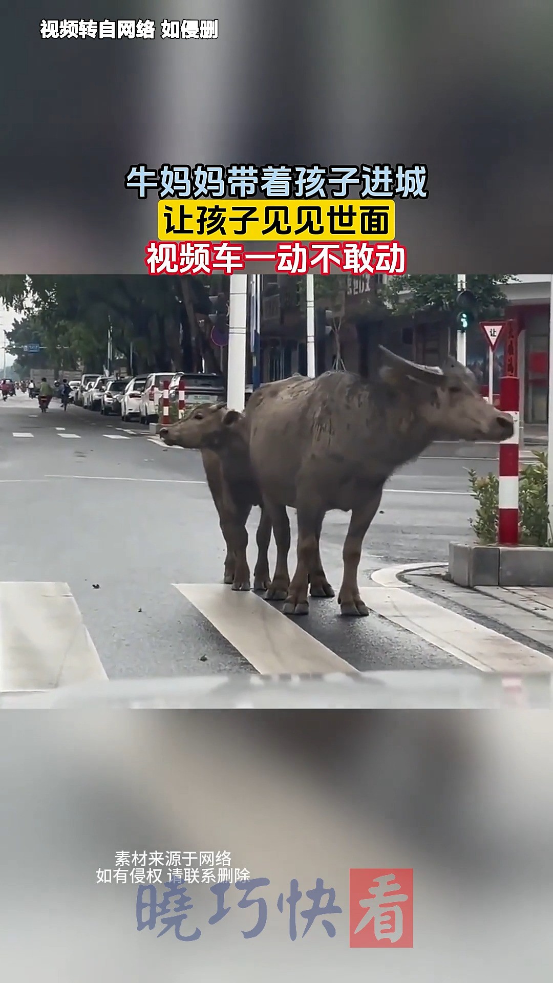 牛妈妈带着孩子进城,让孩子见见世面,视频车一动不敢动 