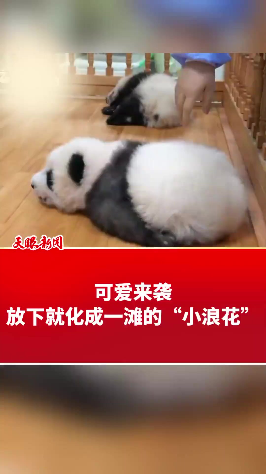 可爱来袭,放下就化成一滩的“小浪花”(来源:iPanda熊猫频道微博 制作:雷婷 编辑:胡静 罗玉青)