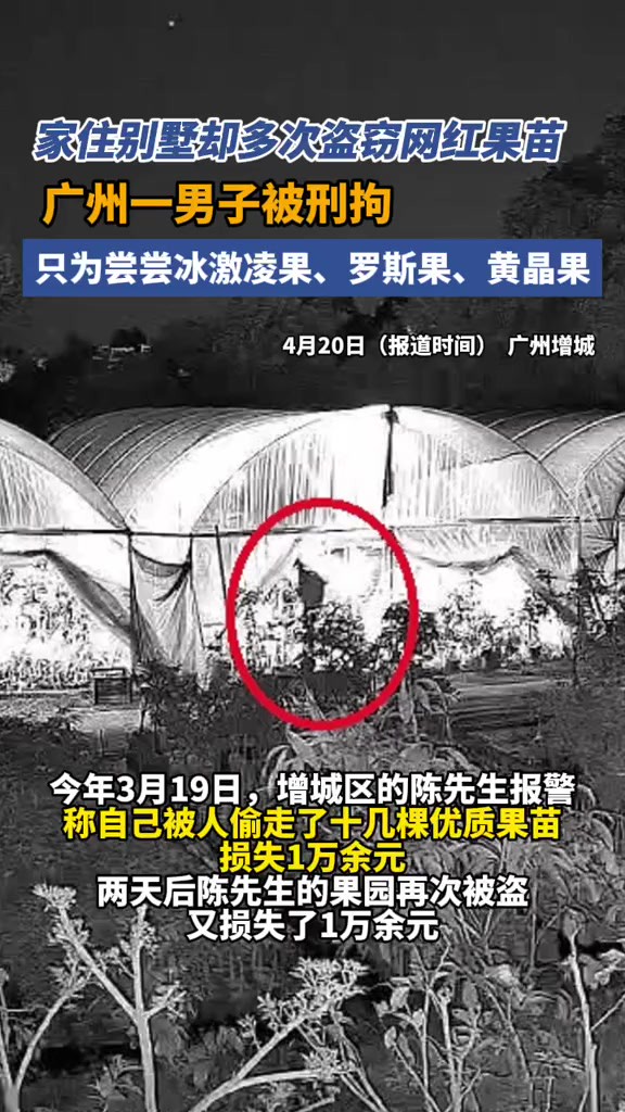 广州增城.家住别墅却多次盗窃网红果苗,只为尝尝冰激凌果、罗斯果、黄晶果等新品种的味道,广州一男子被刑拘.