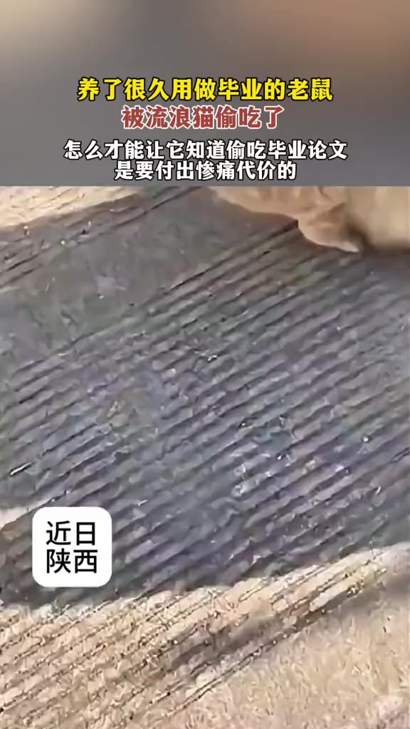 用作毕业的老鼠被流浪猫吃掉,网友:猫肚鼠?