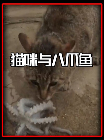 偷吃八爪鱼的猫咪,猫咪夫妇与大叔智斗智斗勇,背后故事十分暖心