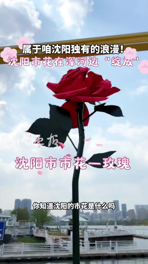 属于咱沈阳独有的浪漫!沈阳市花在浑河边“绽放”