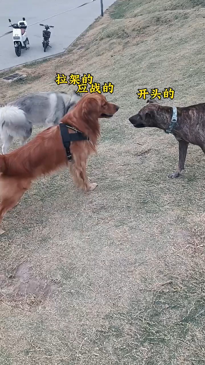 狗子打架