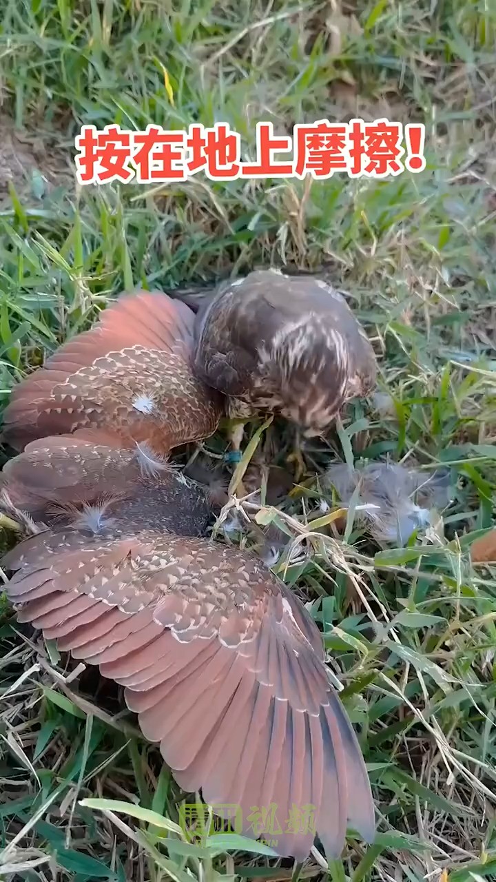 被按在地上摩擦